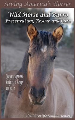 Wild Horse and Burro preservation, rescue and care
